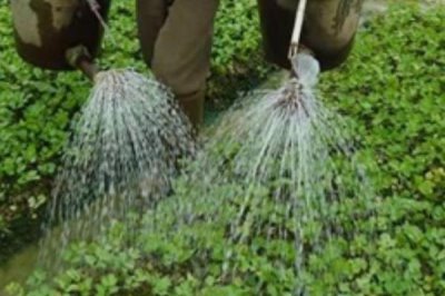 多肽尿素是长效肥吗,属于长效肥