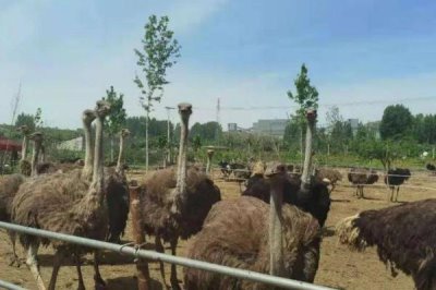 鸵鸟的养殖注意事项，雌雄比例通常以3:1为宜