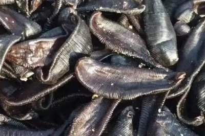 水蛭的养殖前景，当前需求较多前景广阔