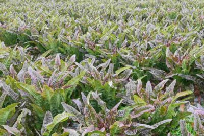 莴笋的种植方法,春季和秋季均可种植