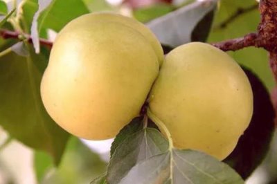 香白杏的价格,一斤需要1.5-5元左右