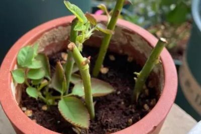 月季花的扦插方法,适宜在早春或者晚秋时节进行