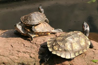 草龟互咬怎么办,可更换容器或分开饲养
