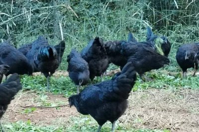 乌骨鸡简介,有白毛、黑毛等品种