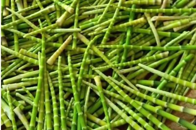 种植野菜的利润，因品种、产量等条件而异