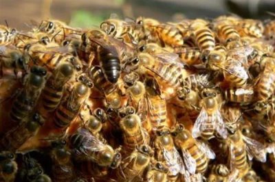 中华蜜蜂怎么养殖,温度较高时要在蜂箱四周洒水降温