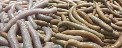 泥丁和沙虫的区别，泥丁外观像钉子、沙虫外观像肠子