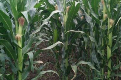 华单216玉米品种简介,中抗茎腐病