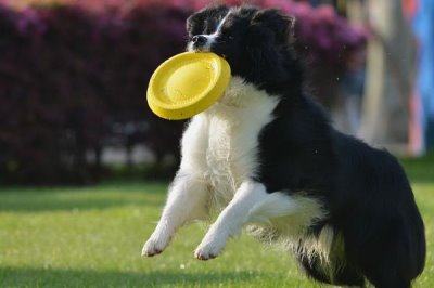 让狗狗学会飞盘训练方法,先培训狗狗对飞盘的兴趣