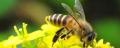 蜜蜂的物种分类，蜂种不同分工不同