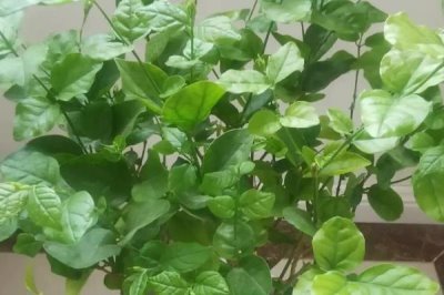 怎么养殖茉莉花，生长期间每天浇水2次