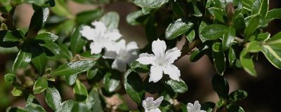 六月雪可以插活吗，是可以插活的