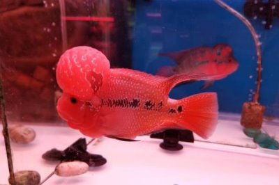 怎么让罗汉鱼快速起头,采取投喂专用饲料、照镜子、多换水等措施