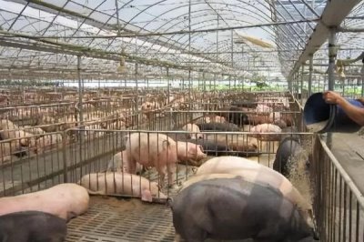 猪不肯吃食怎么办,需找到原因再对症下药