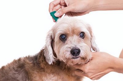 狗狗贫血的原因,可能是饮食不当或先天性疾病等原因导致的