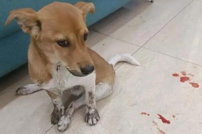 小狗出生几天就会走路,一个月左右的时候便会走路