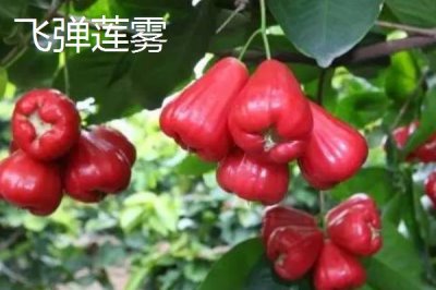 莲雾几月份成熟，5月-9月供应量最大