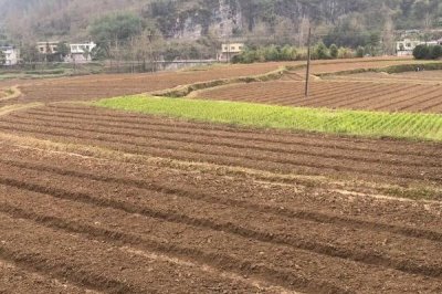 豆蔻的种植方法,可播种育苗也可分株育苗