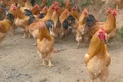 鸡突然死了的原因,可能是疾病性猝死或应激性猝死等