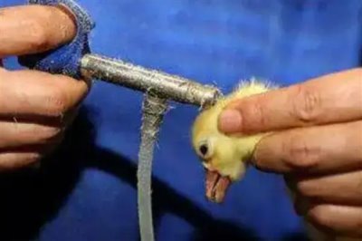 刚出生的小鹅喂什么食物，用米饭或米粒搭配青菜叶一起饲喂