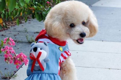 多少度幼犬会觉得冷,零下25度左右就开始觉得冷