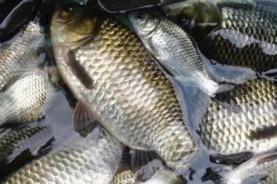 养鲫鱼换水频率,夏季每隔3-4天换一次