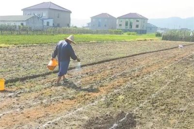 孜然怎么种，通常在三月底到四月初播种