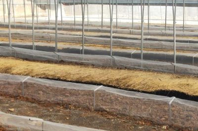 白玉蜗牛养殖技术,冬天必须加以适当的保温