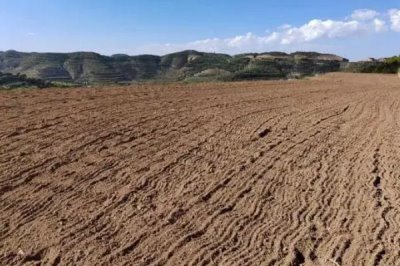 宝塔菜的产地，大陆地区广泛分布