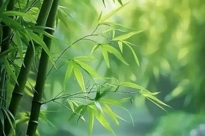 梅兰竹菊的寓意,梅花寓意百折不挠