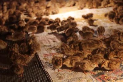 鹌鹑养殖常见问题,投喂过多的青料会排出绿色粪便