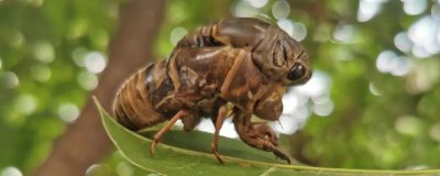 金蝉怎么养殖，养殖环境中需要栽种果树等健康树种