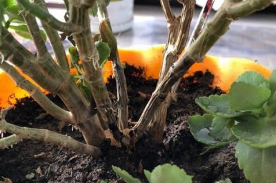 长寿花叶子变软的原因,可能是出现了烂根或光照过强导致的