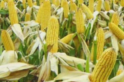 东单1607玉米品种介绍，株型半紧凑、春播生育期为127天