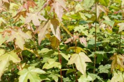 色木槭栽培技术,播种可在4月中旬进行