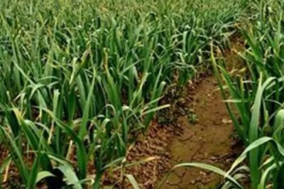 秋大蒜病虫草害防治技术，不同病害的防治方法不同