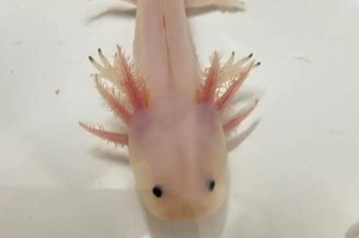 养六角龙鱼要注意什么,在22-26℃之间水中生长为佳