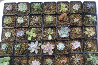 泡沫箱如何养多肉，建议选择专用的泡沫箱