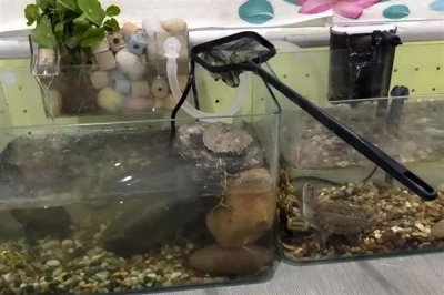 乌龟怎么喂养，要遵循以下四个原则