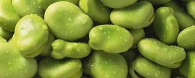 蚕豆和豌豆怎么贮藏,采收后应及时进行低温冷藏