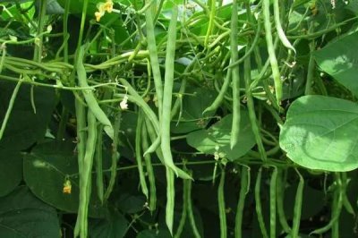 无架四季豆的种植季节,一般为2-4月份、8-9月份