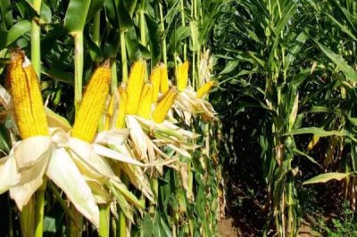 原玉91玉米品种的特性,中等肥力以上地块栽培