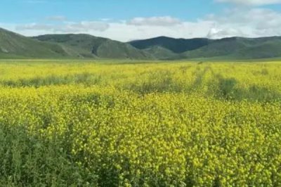 养殖油菜花的注意事项,一般在9-11月份左右种植