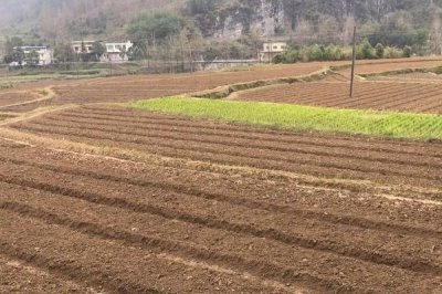 种植艾草要注意什么，移栽后要大规模施肥