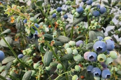 农村栽什么果树赚钱，推荐种植白猕猴桃、蓝莓等