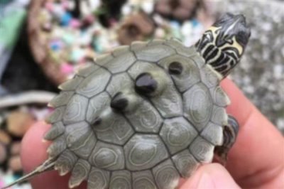 地图龟能不能用深水养,长大后再慢慢加深水位