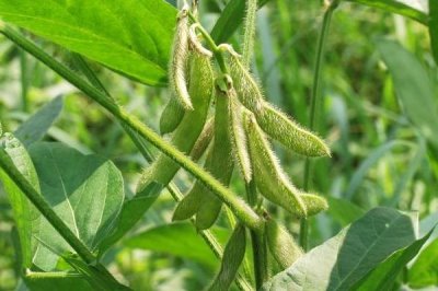 浙鲜28大豆种子特点,该品种有限结荚习性