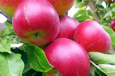 好吃的十大苹果品种,口感和甜度均不同