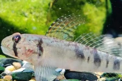 寡鳞射水鱼好不好养，性情温和容易饲养