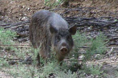 野猪在白天出来活动还是晚上,通常在清晨和傍晚最活跃
